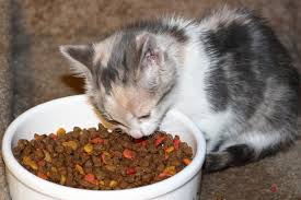 Best Cat Food For all Ages